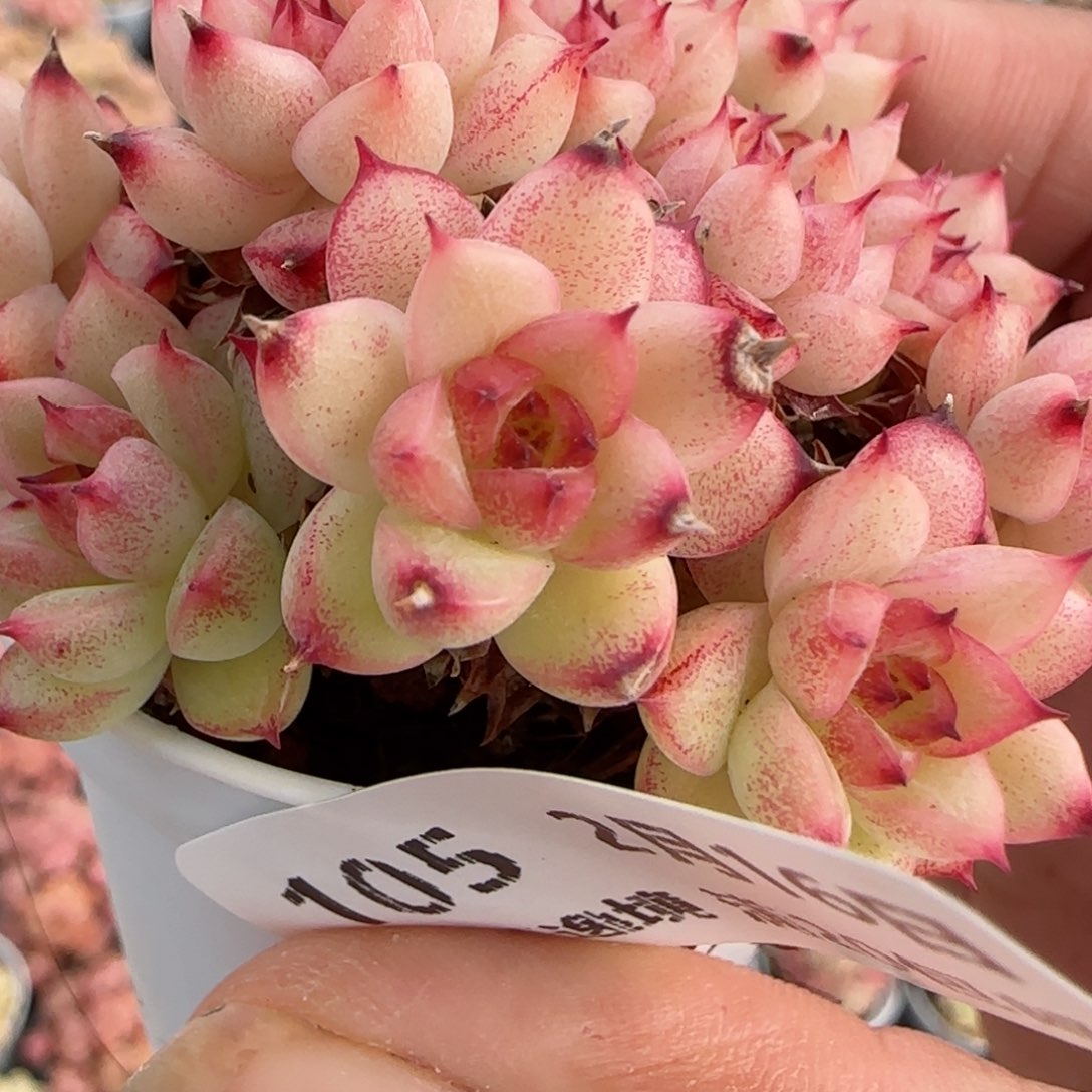 a**a花语逸境0216-105散