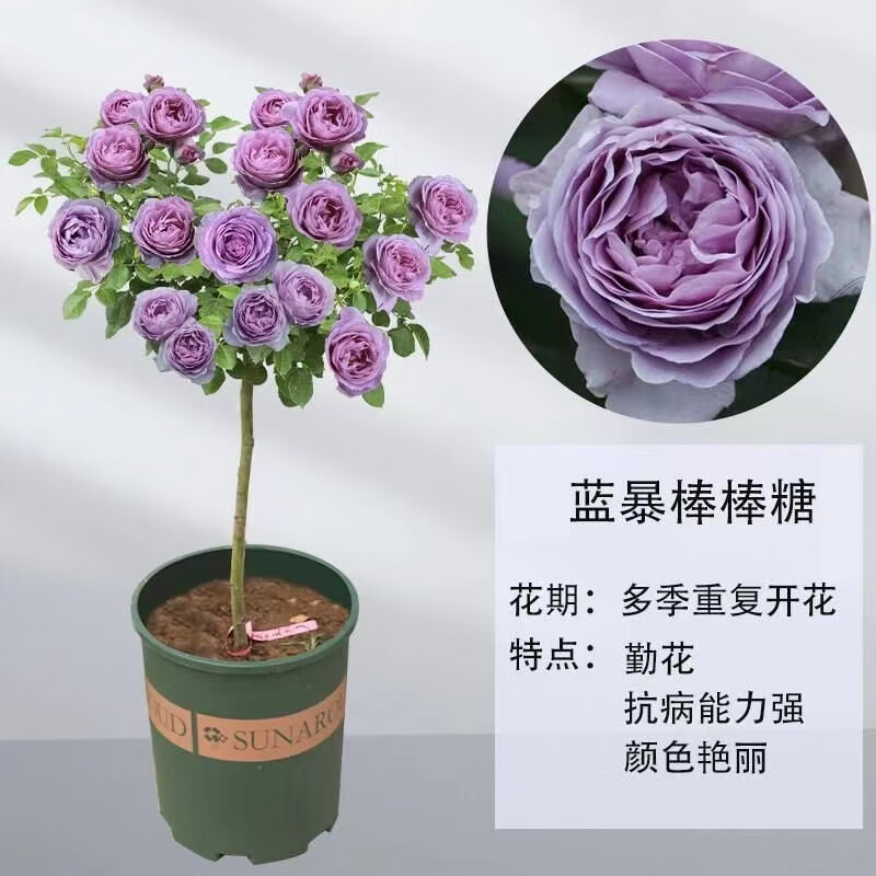 蓝色风暴棒棒糖月季花苗四季开花大花浓香型庭院盆栽耐寒树桩月季