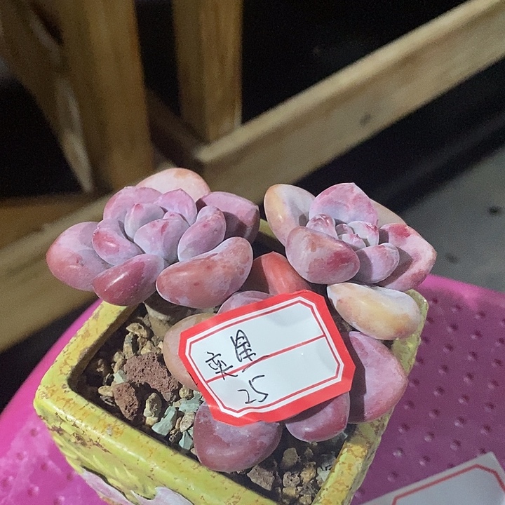 奕***星要寄去我啦佛祖了鳄鱼纹哦