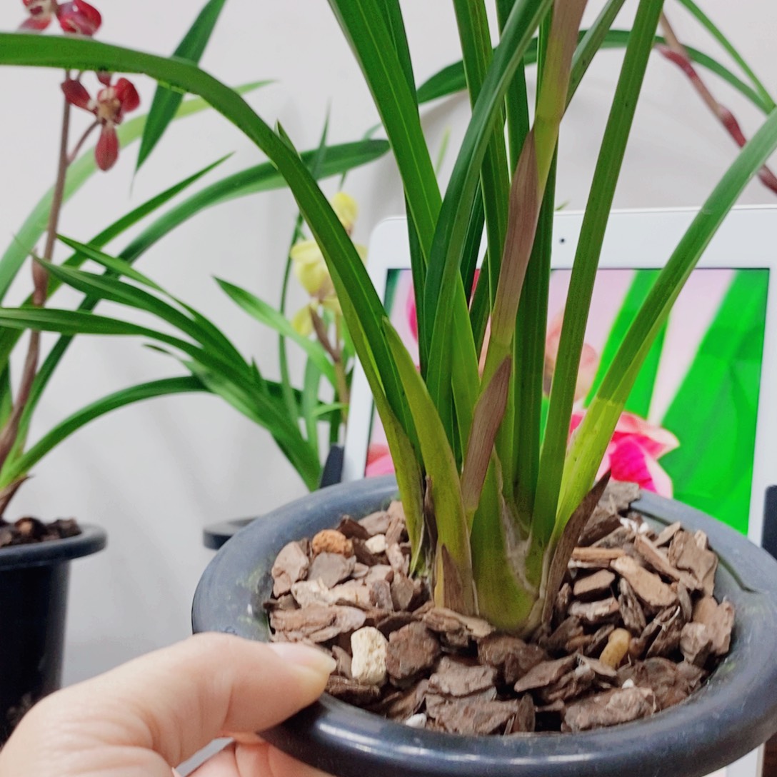 兰***云大部分花苞少量开放