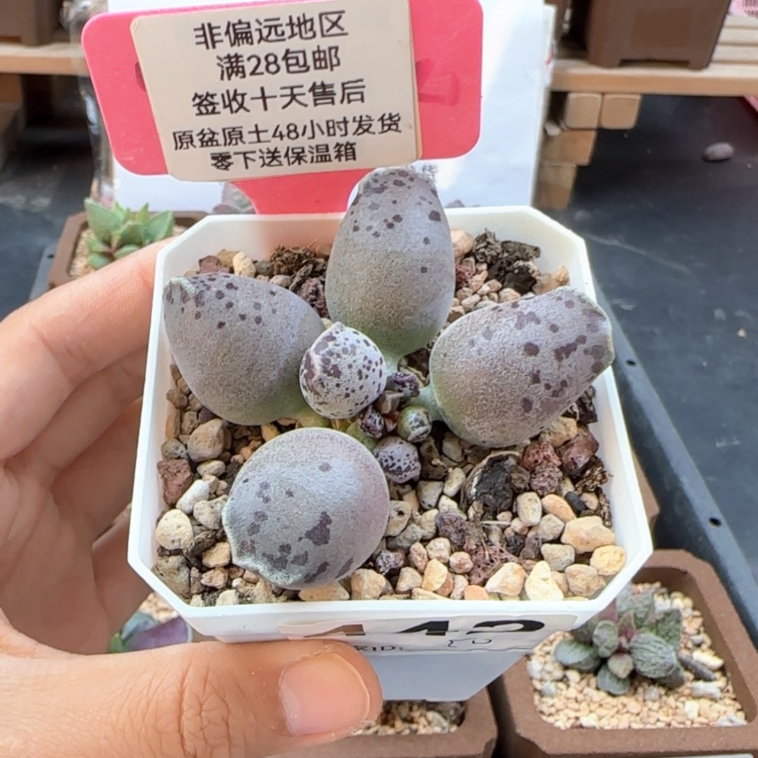 442丸叶海豹多肉