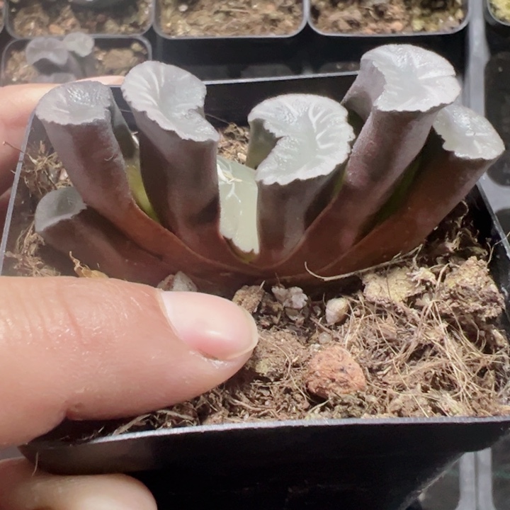 玉扇精品多肉植物大战