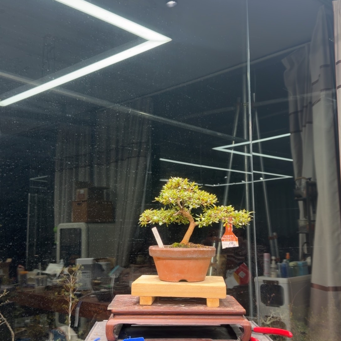 五***～无花朵花卉苗木5648