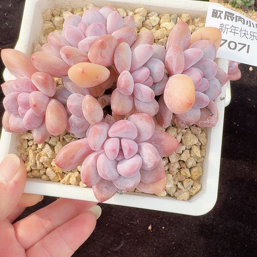 多肉植物香水7071