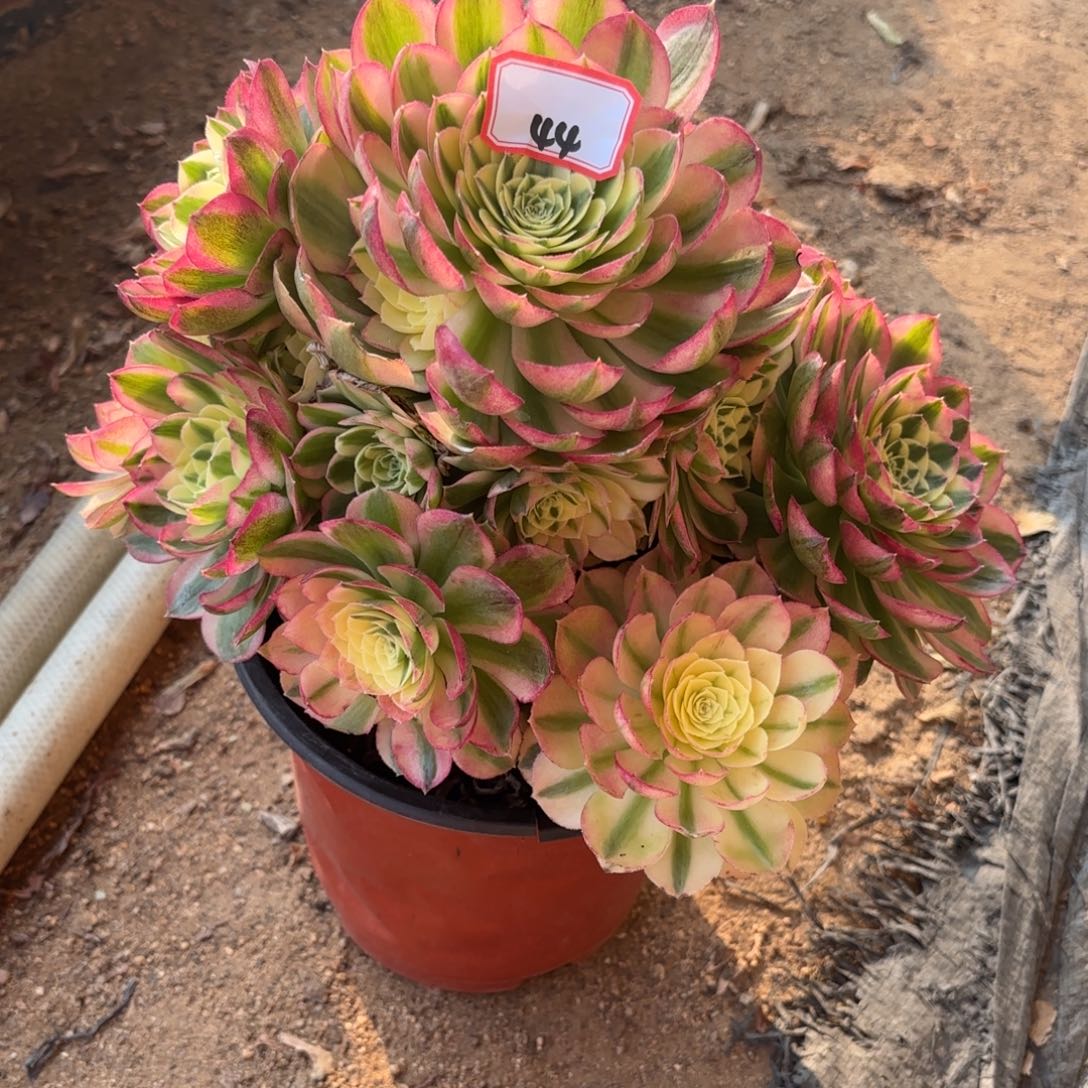 C****i44玉滋多肉植物