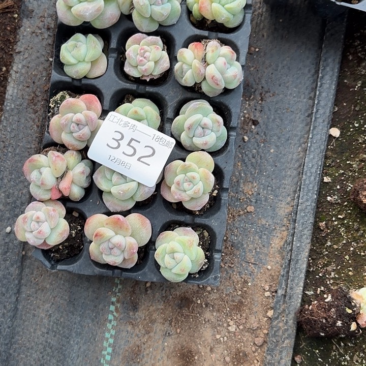 352 号到手1框一物一拍