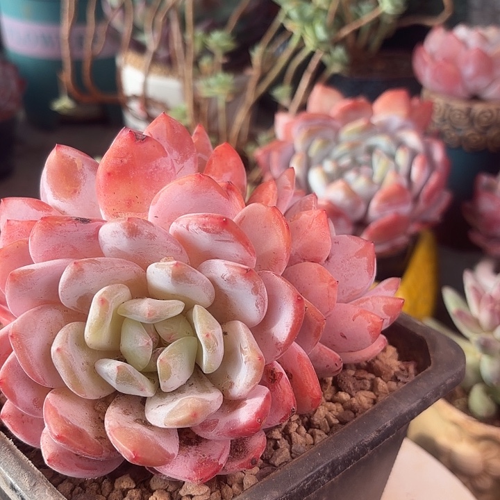 多头橙梦露三年老桩多肉