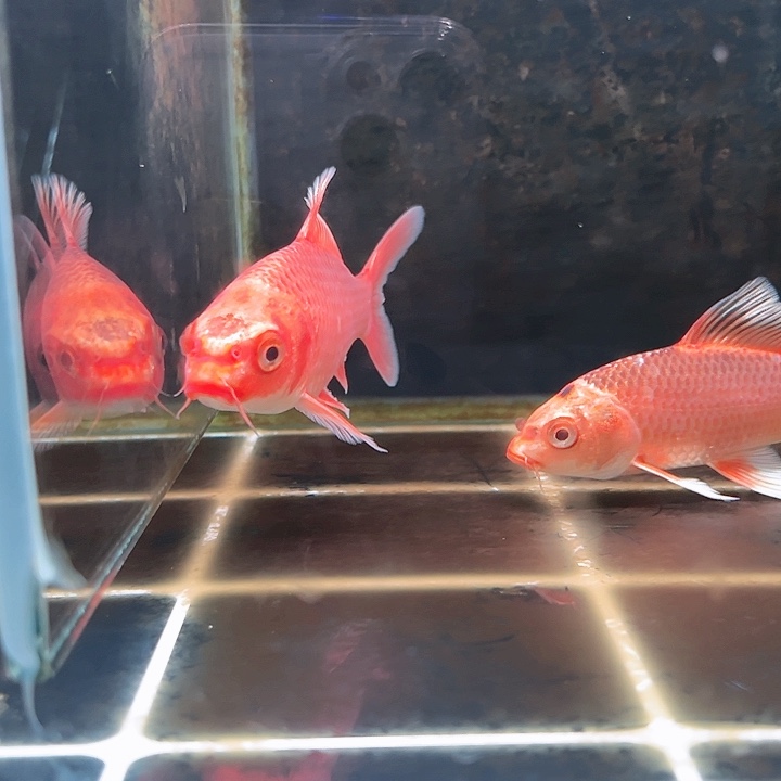 蝴蝶鲤肖*克哈哈哈哈哈哈哈哈哈