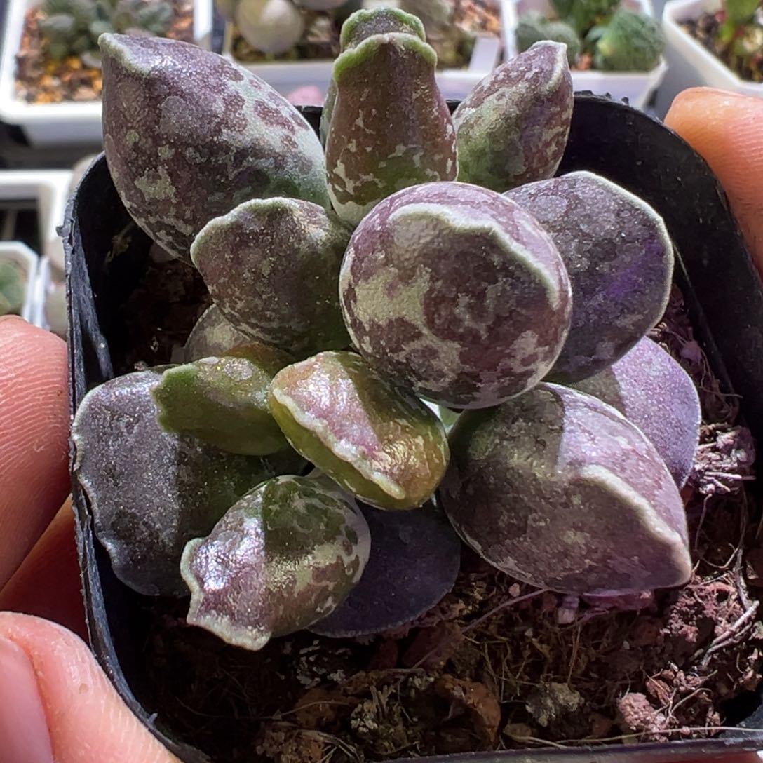 墨点斑海豹多肉植物水泡