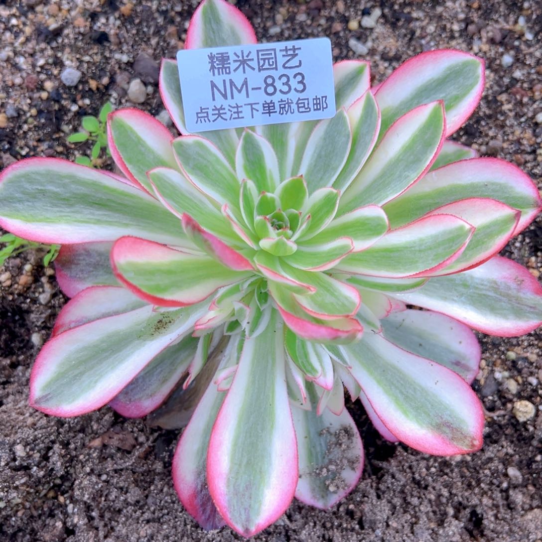 倾城多肉植物833