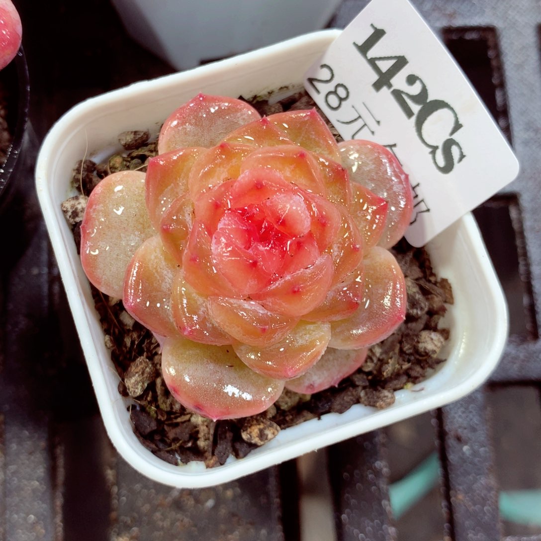 5厘米盆精控多肉142