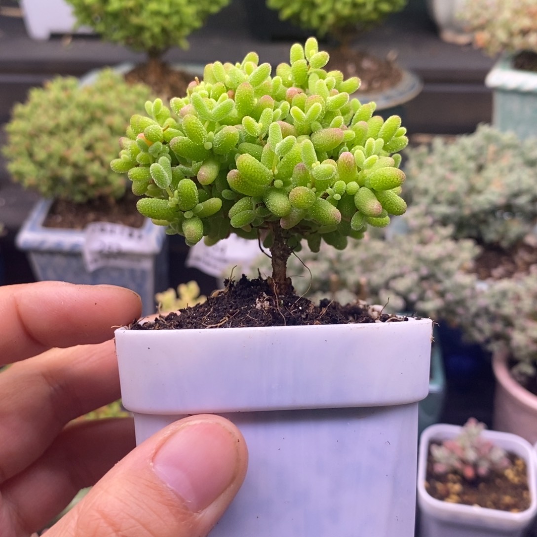 295蜜桔福利。   
