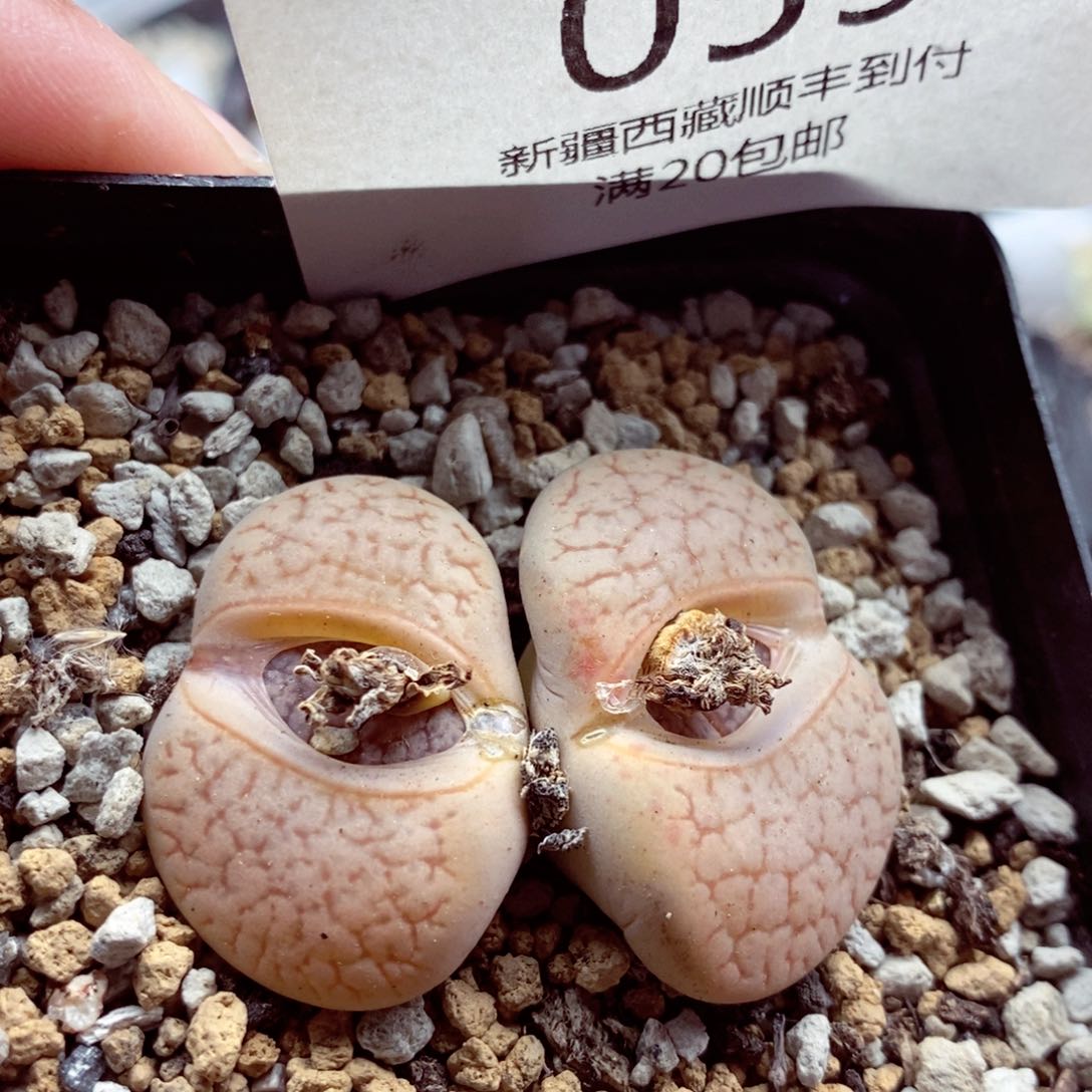 我是一只小小鸟地域鬼的059