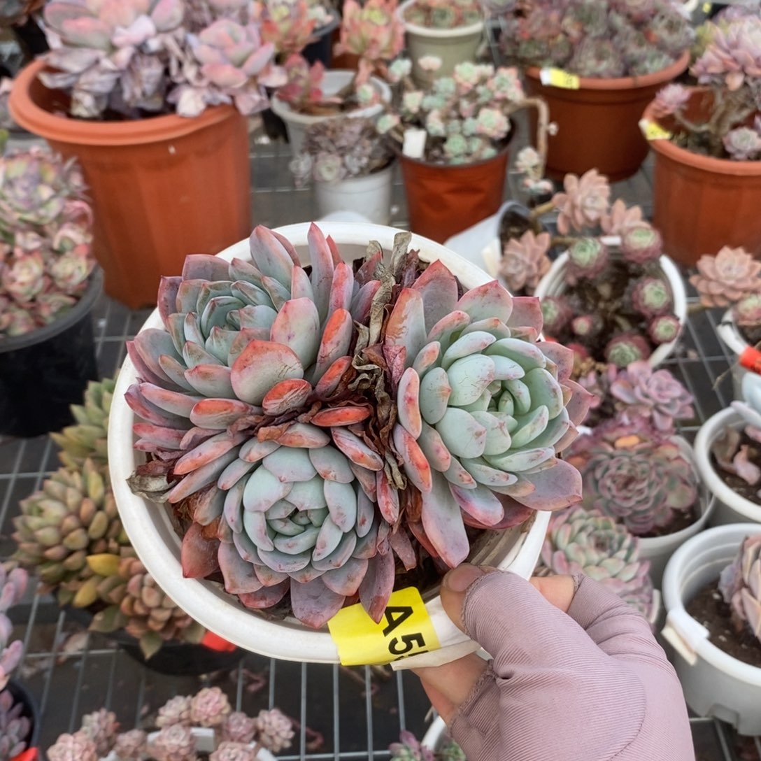 559全明星一物一拍