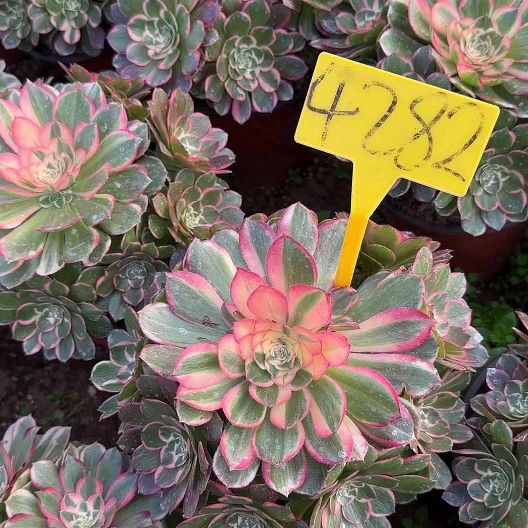 4282---万紫千红多头