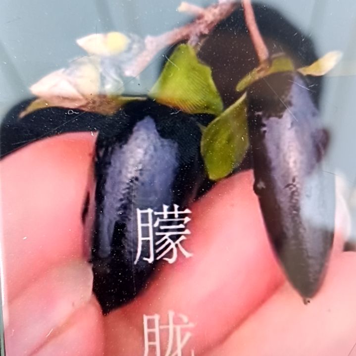 无花朵黑辣椒老鸦柿