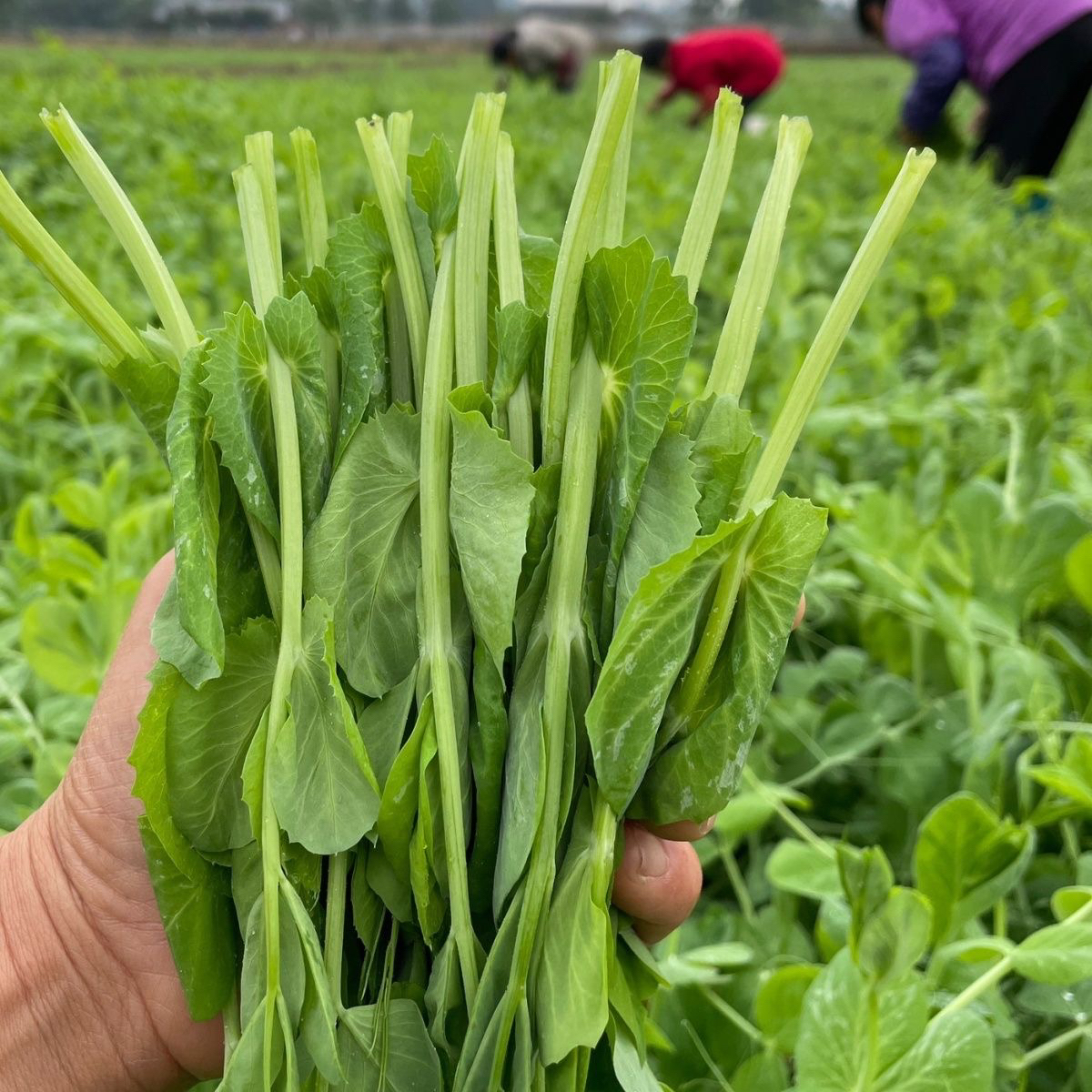 111贵州农家高山豌豆尖新鲜现摘现发露天种植
