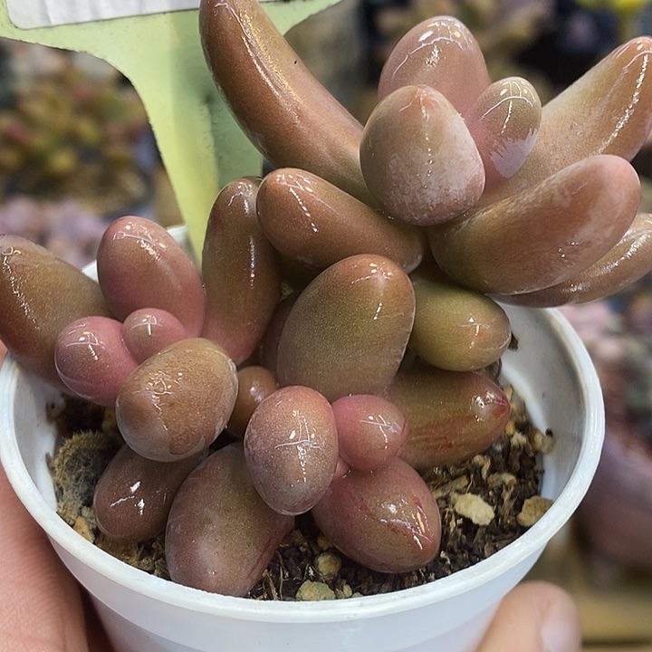 红手指红拉丝286号的啊啊啊