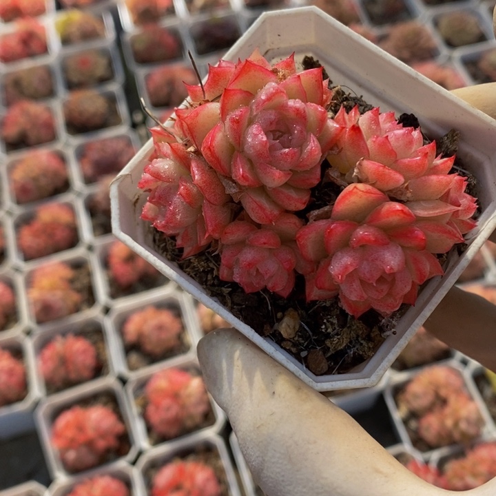 3盆精控麦秆杂原盆原土发货