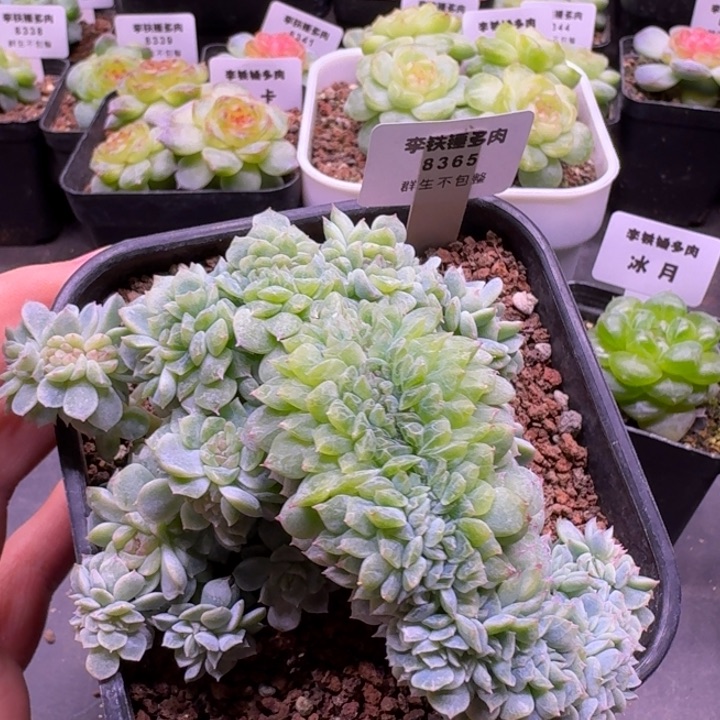 8365纸鸢缀化一物一拍10cm盆