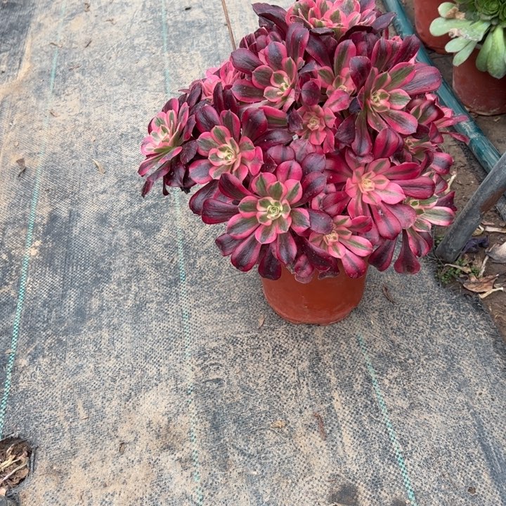 10美杜莎多肉多肉多肉