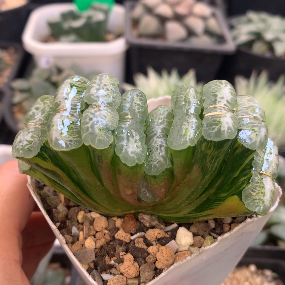 长乐玉扇锦，带盆一起