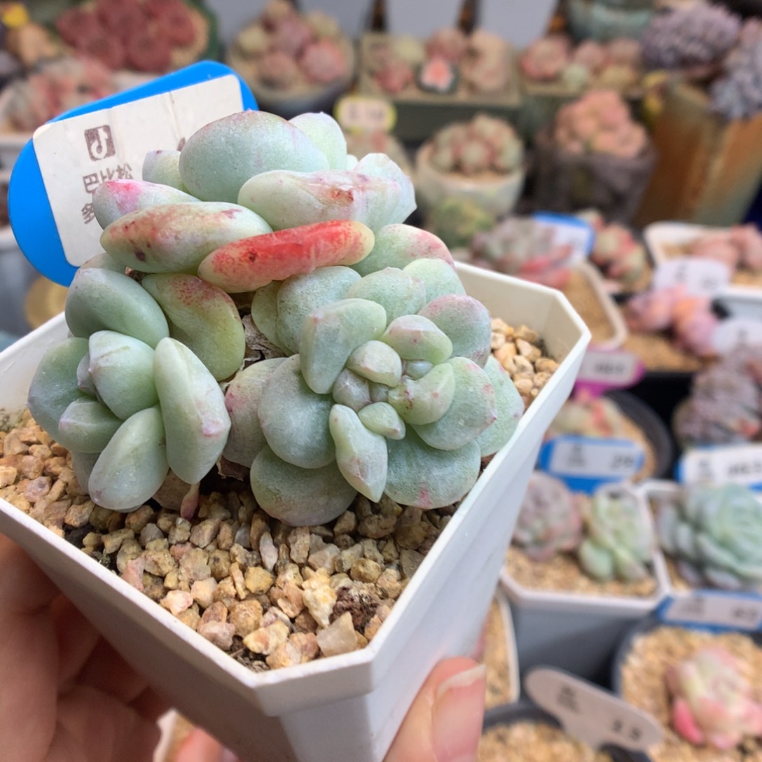 431四头冰玉石化多肉植物