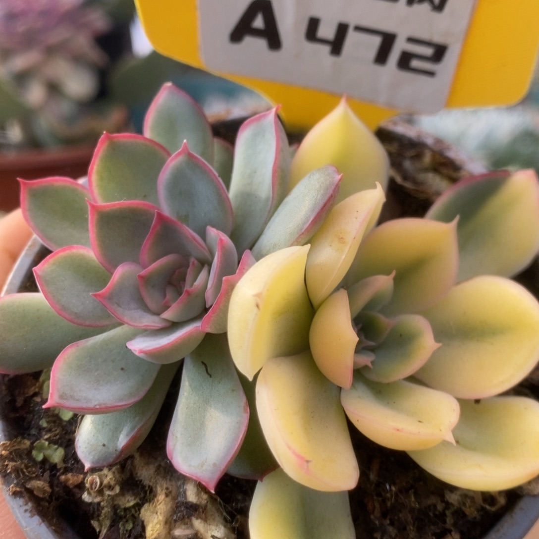472菲欧娜锦锦锦锦锦锦锦