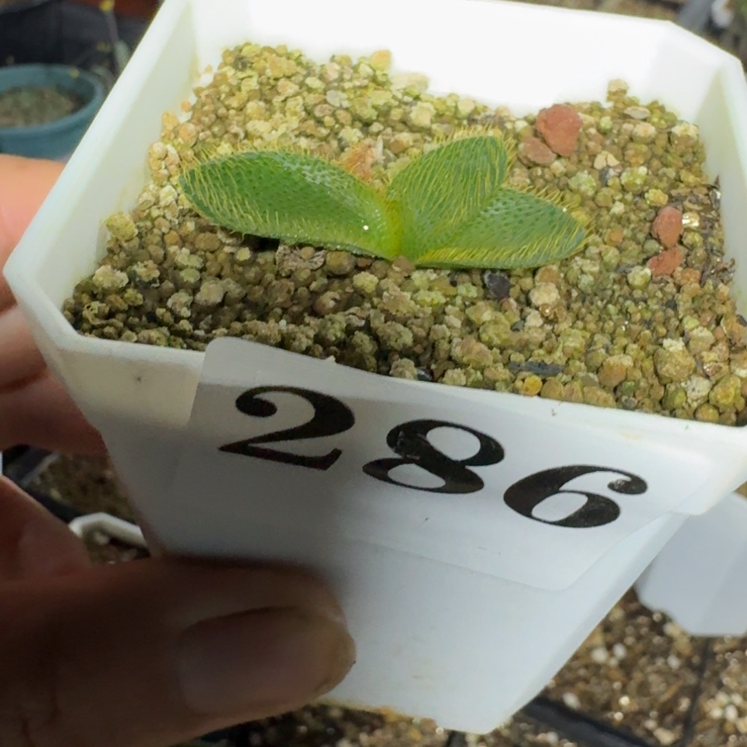 刺叶灯台百合多肉植物