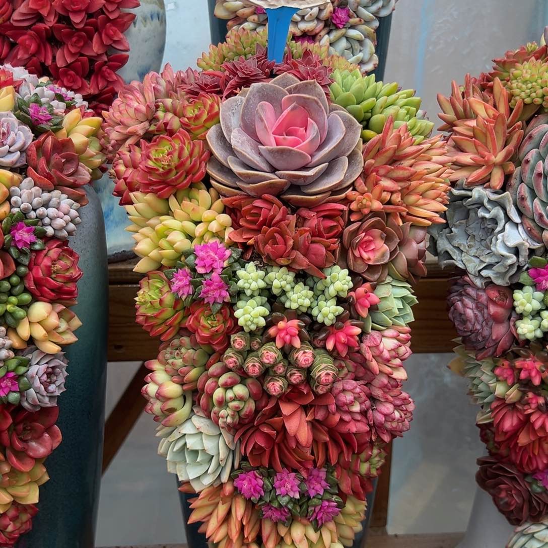 126全家福多肉组合