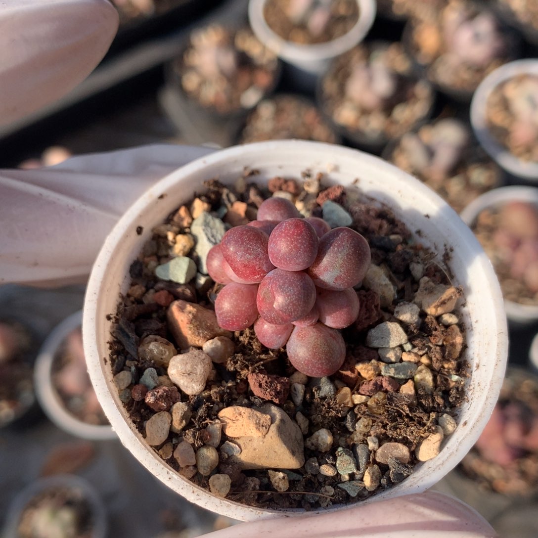 糖果奶酪多肉糖球