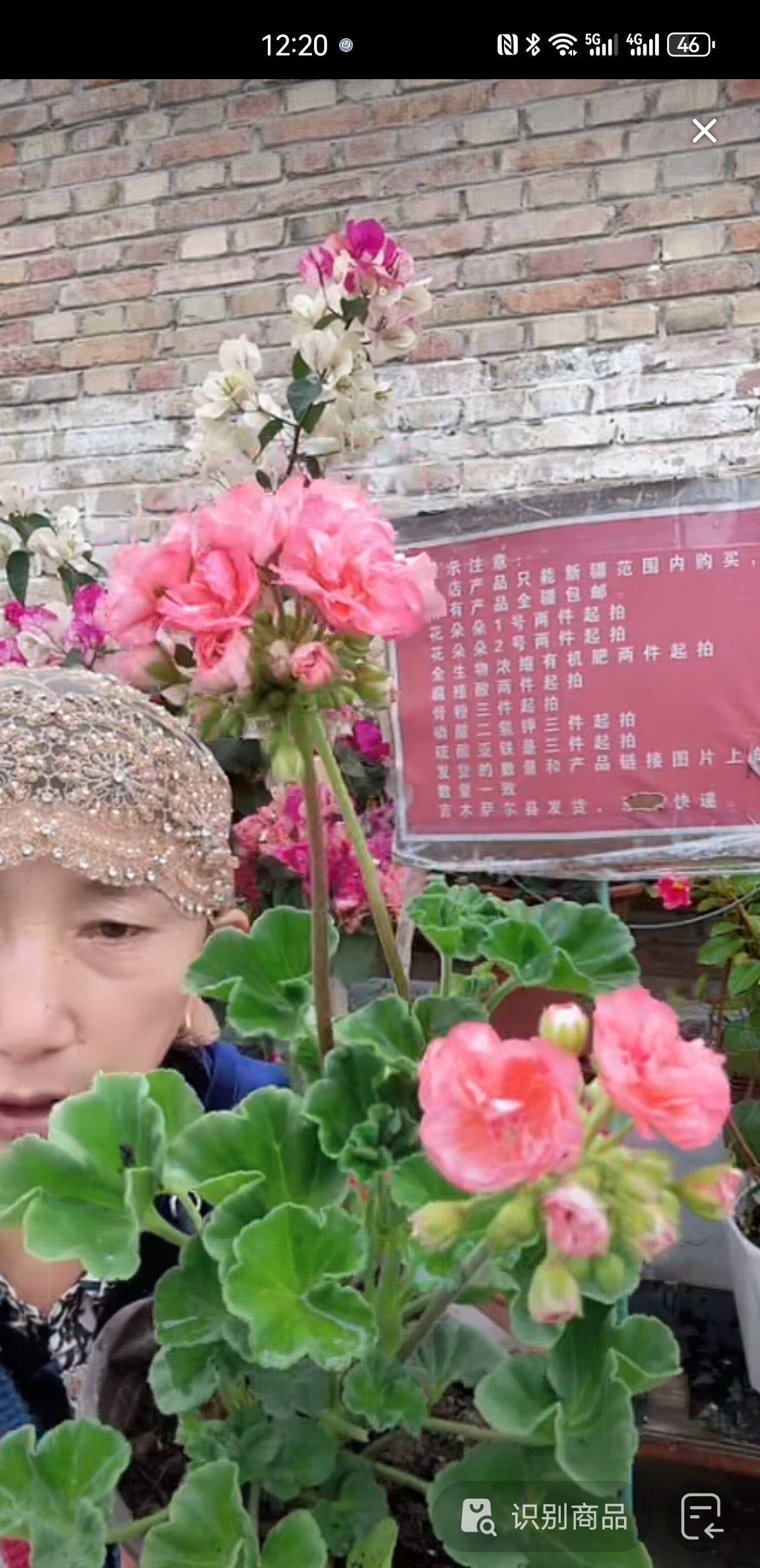 大三宫一盆包邮到家