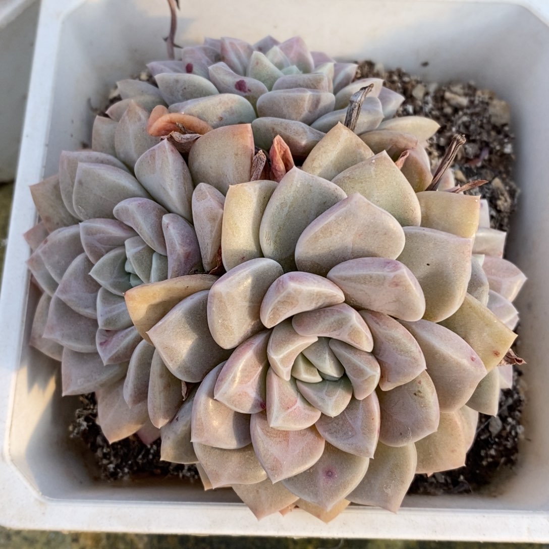 自助下单一物一拍_过年可寄养问主播