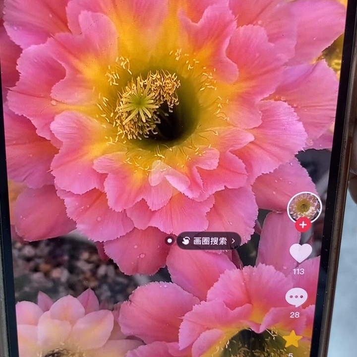 彩草星火7公分左右