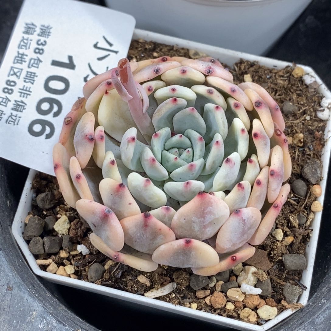 1066雪爪锦单头无根