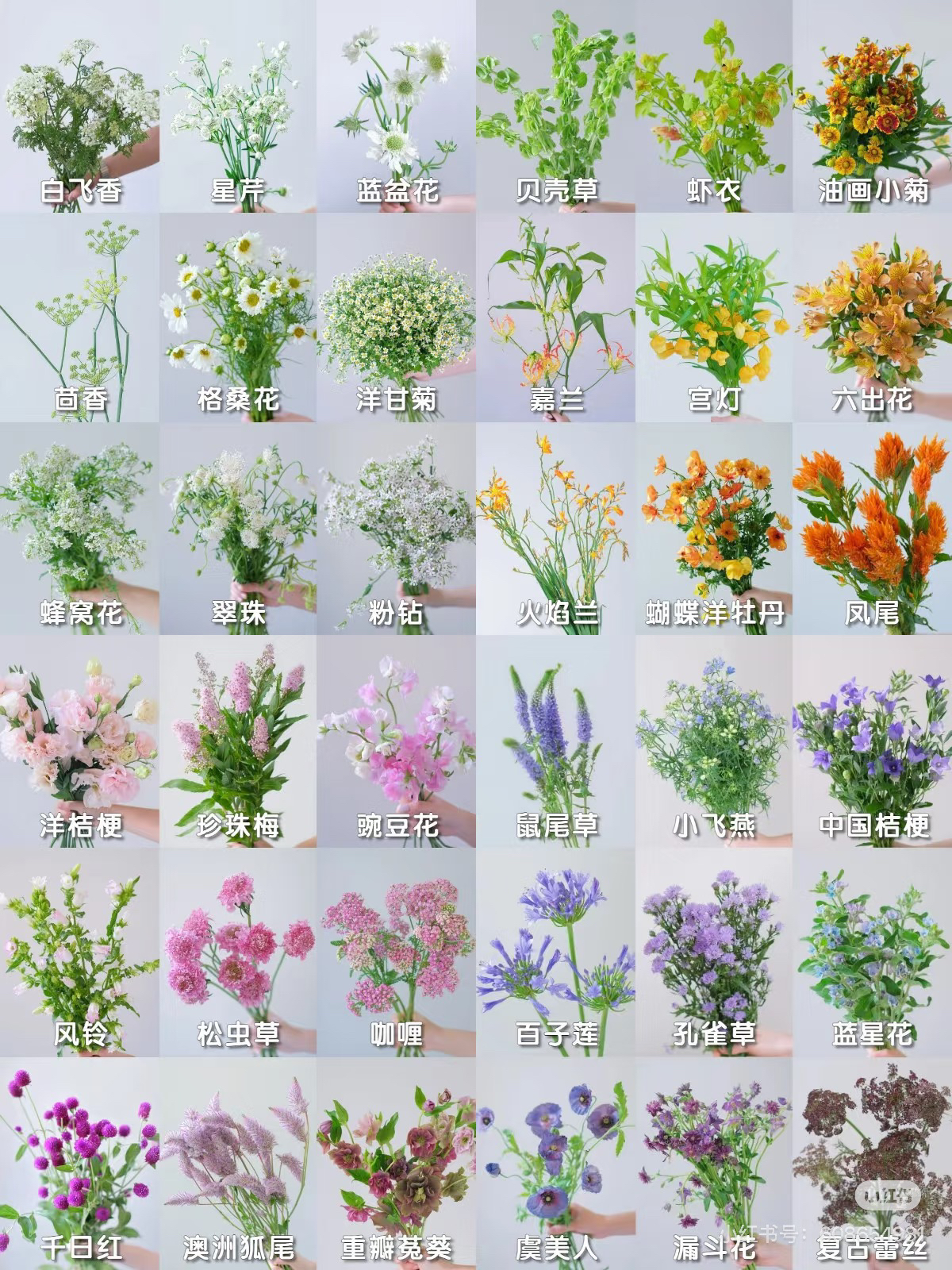 云南鲜花批发草花配花批发