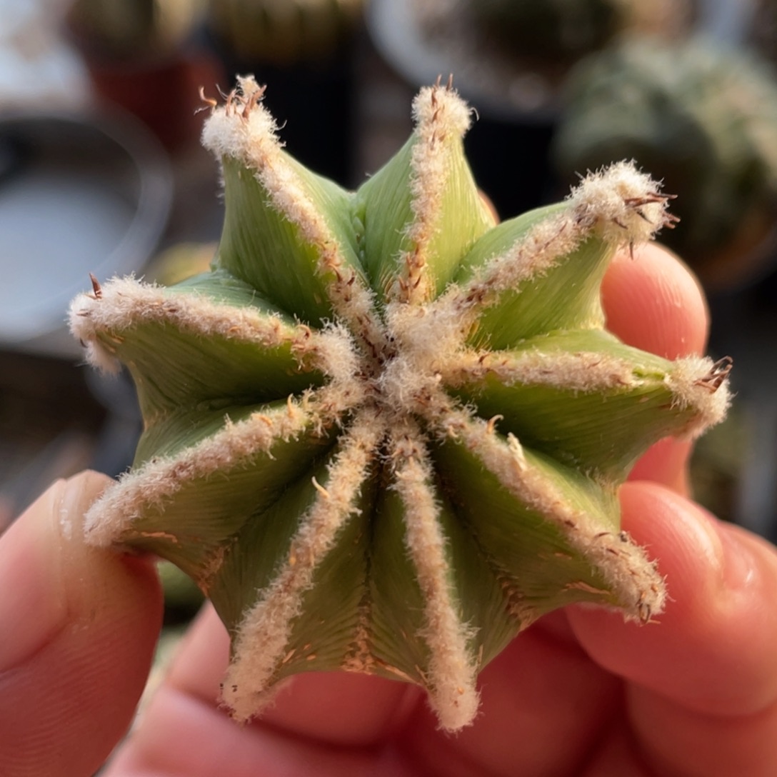 全部花朵落地无根 