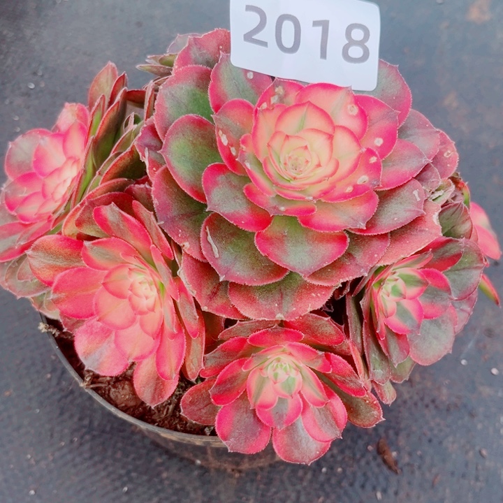 荔枝多肉特价发货