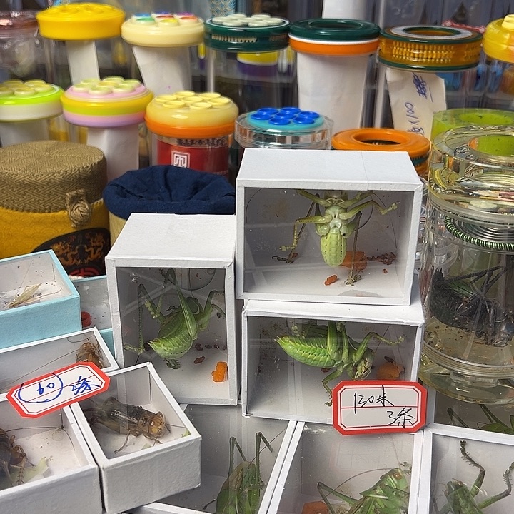 蝈蝈精品翠绿大蝈蝈3个