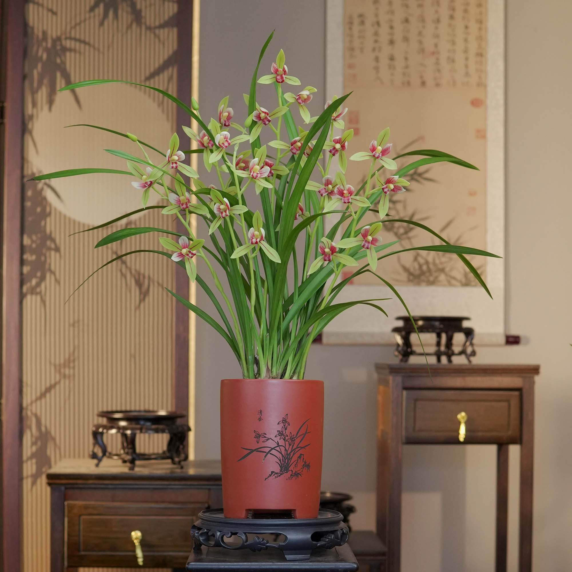 国花铭品[峨眉贵妃]带5-6花苞带故宫红紫砂花盆幽香兰花室内好养