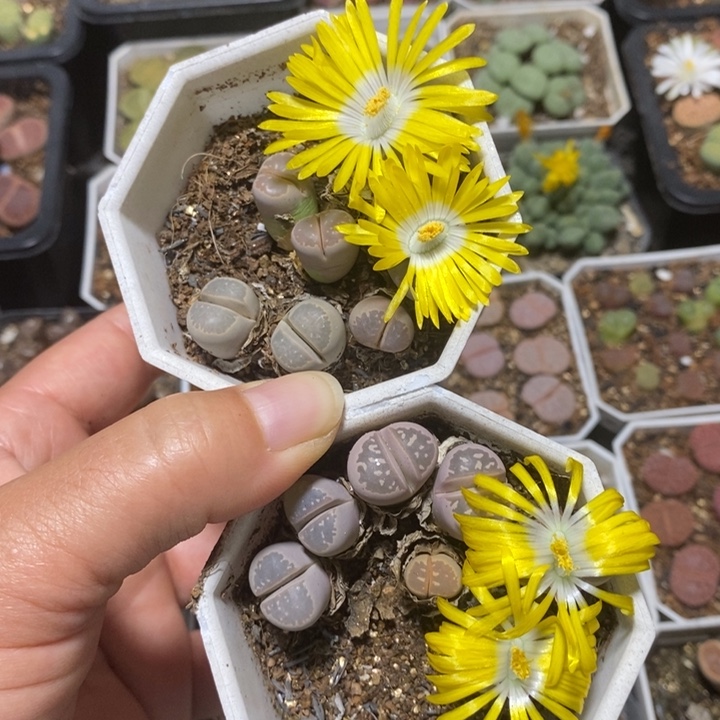 优选粉橄榄双头特价