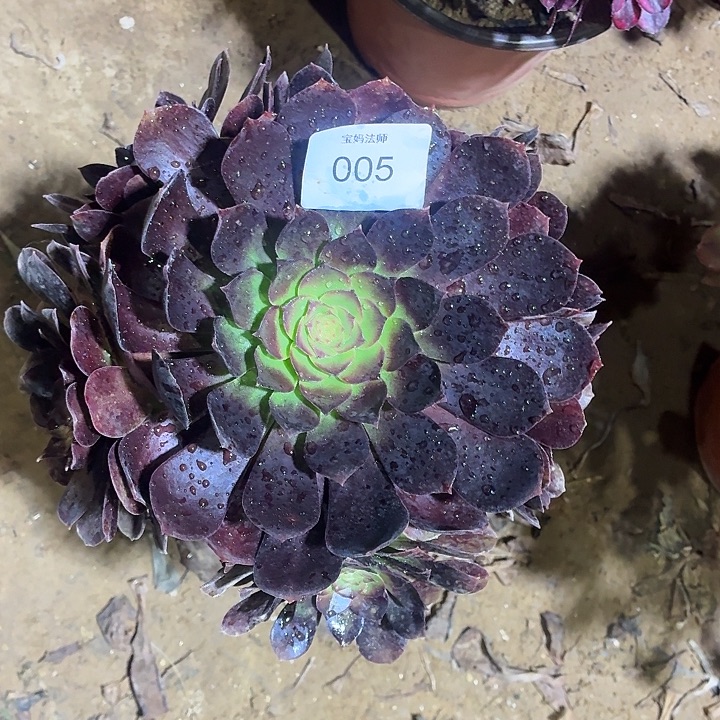 黑玫瑰一物一拍005