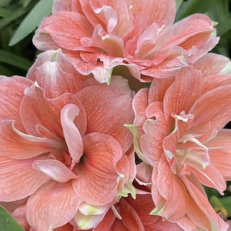 蒂卡珊瑚畦鱼粉色，花大颜值高