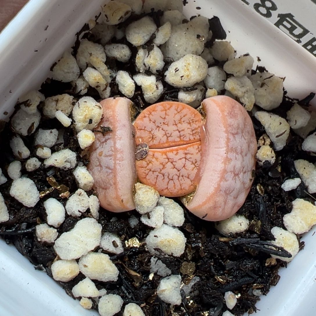 【闪购商品】1006。    