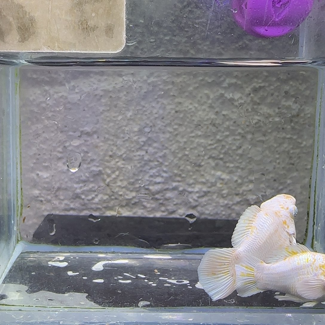 孔雀鱼樱花圆尾。91号