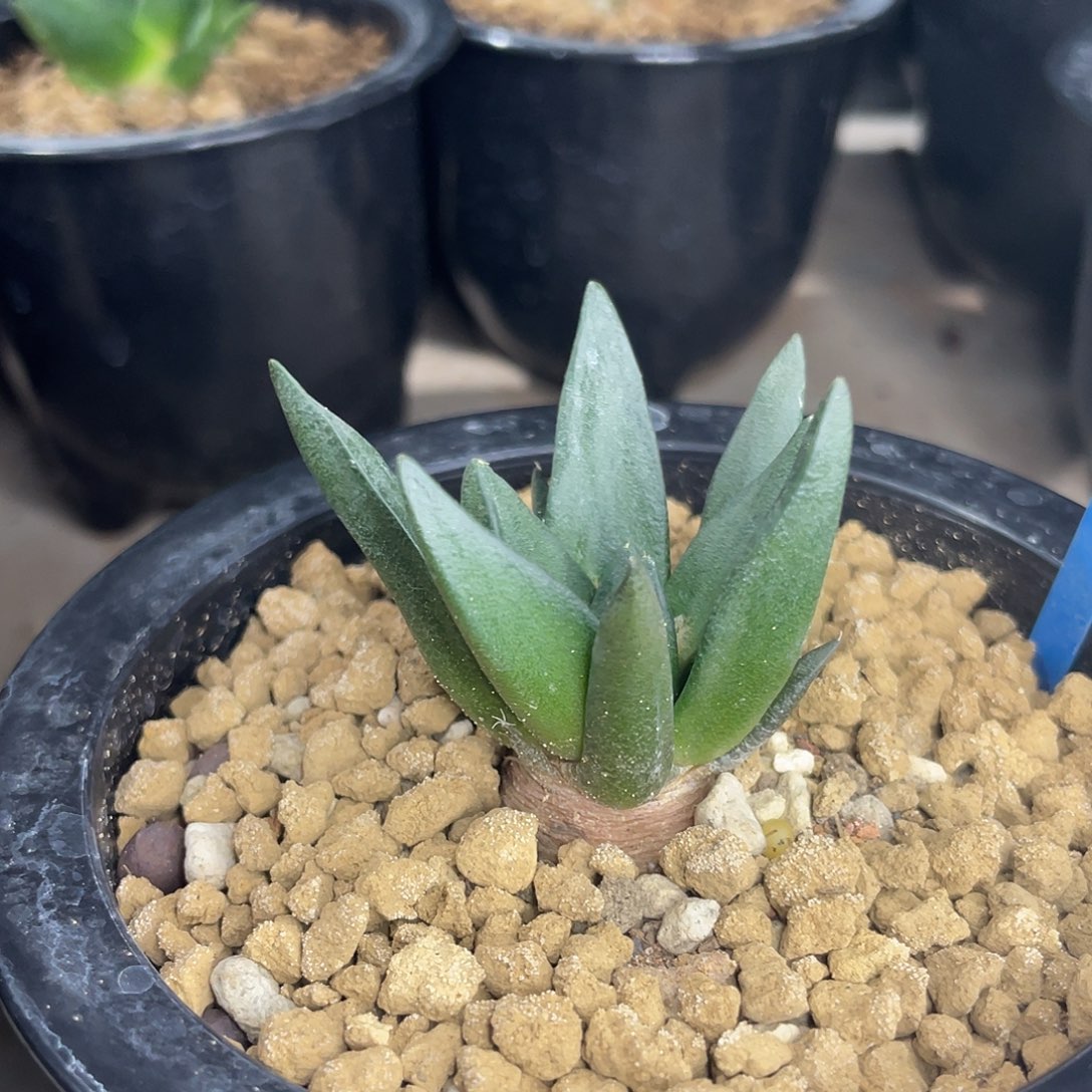 5.2cm实生龙角牡丹