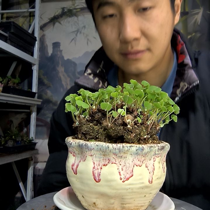 我**头中青园艺一物一拍花48