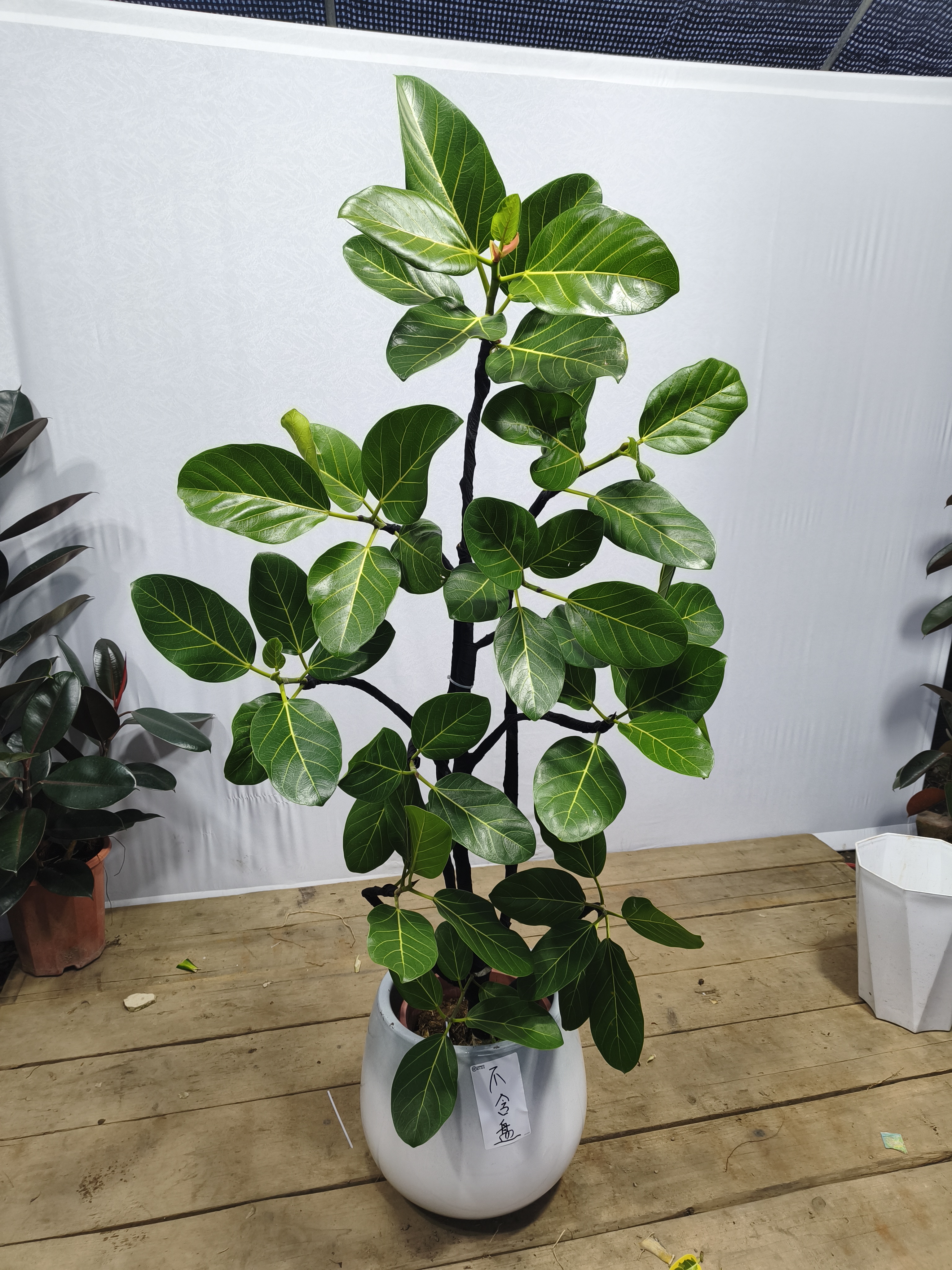 高山榕榕大型落地盆栽适合客厅办公室四季常青好养绿植