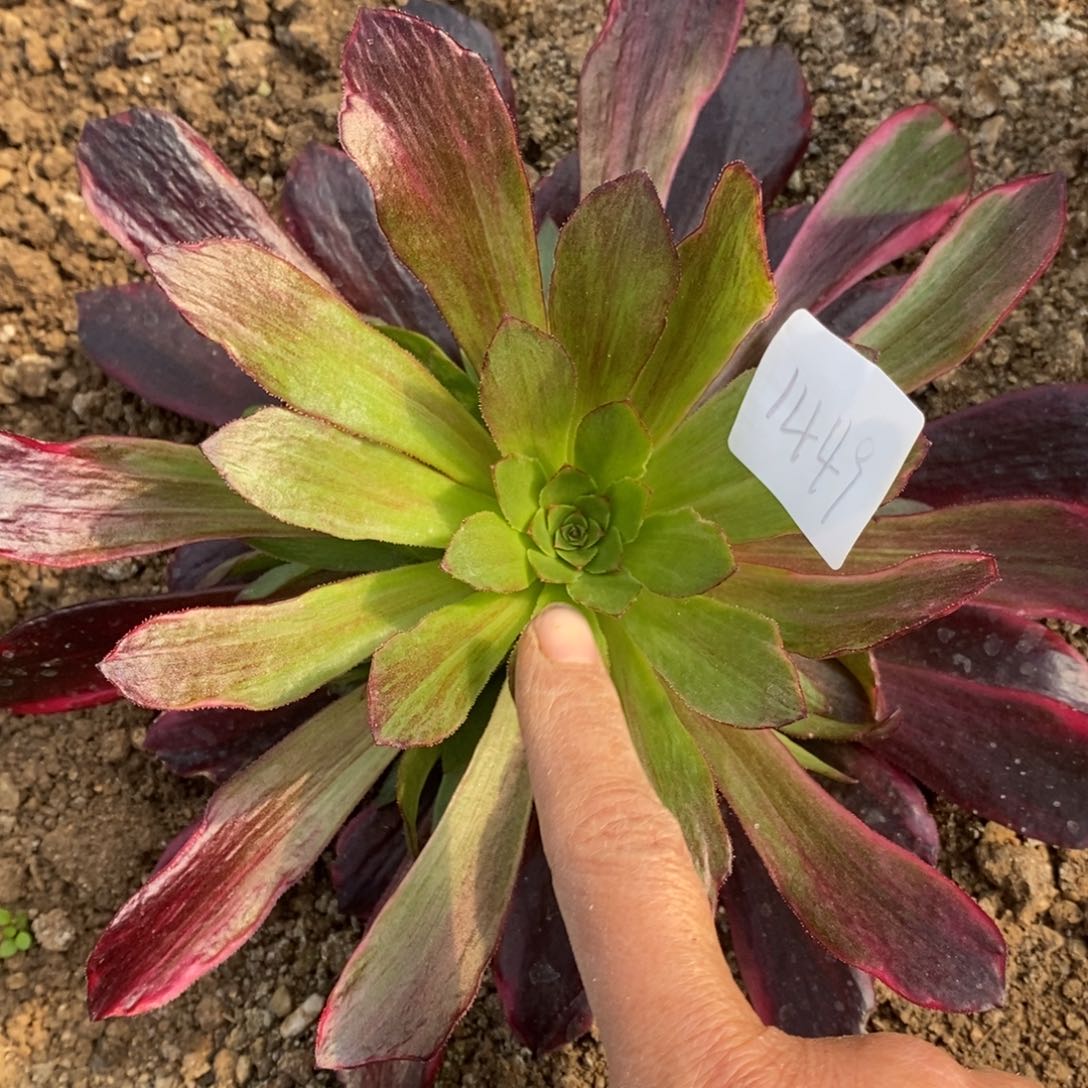 1449美杜莎拉丝花脸多肉植物