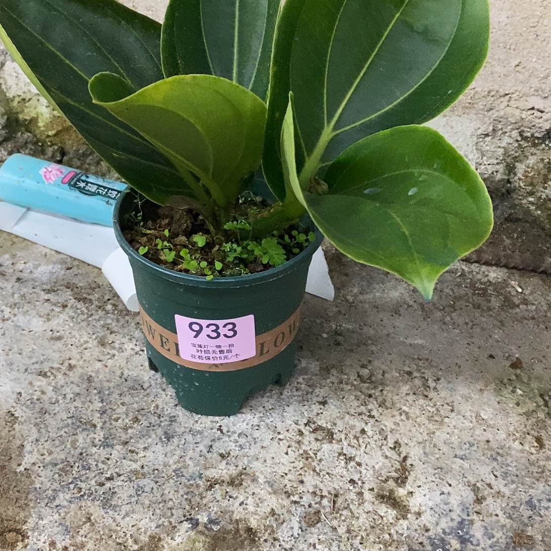 木本植物肆*君木本花卉933叶损福利